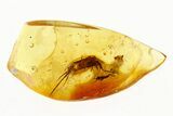 Detailed Fossil Bristletail (Machilidae) In Baltic Amber #292392-1
